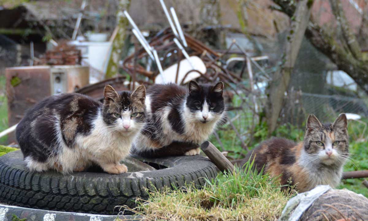 les chats libres ont un statut juridique. Il est de la responsabilité du Maire de les protéger en stérilisant et en les relachant